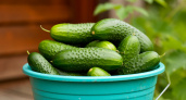 Огуречный взрыв: 5 гибридов-мутантов, которые завалят вас плодами уже через 35 дней