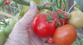 Будут не грядки, а помидорный рай: на этом раннем сорте томата плодов больше, чем листьев — низкие "карлики" завалят урожаем