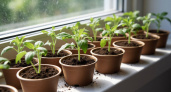 Два дня до всходов: мой секрет супербыстрой рассады перцев, томатов и огурцов