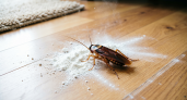 Раскидываю по углам – тараканы выскочили из квартиры как пробка: безопасно для детей и животных