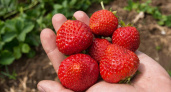 Плотные, ароматные, сладкие как мед: сорта клубники, которые бьют рекорды по урожайности