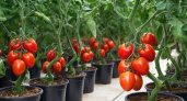 Не сорт, а томатный завод: шпарит плоды без тормозов и в холодное лето – урожай собираем ведрами