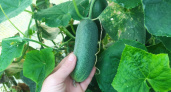 Огурец, который кормит всё лето: 3 ведра с куста в любую погоду