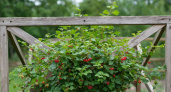 Как самому сделать вечные опоры для кустарников: смородины, крыжовника и гортензии