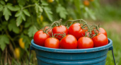 С ними сезон – одно удовольствие: три сорта томатов, на которые можно положиться при любой погоде