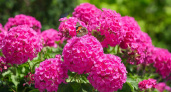 Гортензия сдается и отступает  – сад завоевывает новый яркий кустарник: цветет все лето и до самых заморозков