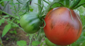 Этот помидор сажаю и в теплице, и на грядке: завалит плодами до 300 г - а внутри слаще мёда и конфет 