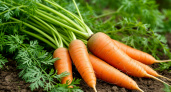 Вот с чем рядом сажают морковь опытные дачники: сама растёт как бешеная и другим помогает