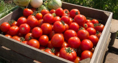 Не просто сорта, а плодоносные конвейеры: валят помидорами и в засуху, и в холода – от урожая спасу нет собираем по 17 кг с 1 квадрата