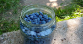 2 ведра под куст — и листьев за ягодами не видно: жимолость размером с палец, сочная и сладкая
