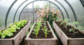 Обычные грядки больше не в моде – рассказываю, как я обустроила теплицу, теперь работать одно удовольствие