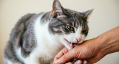 Вот почему кошка кусается, когда её гладишь – этому есть целое научное обоснование