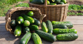 Эти 4 огурца-легенды пора вернуть на грядки: тот самый вкус из детства, холодостойкие и урожайные