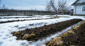 Мощнее навоза и помёта: кидаю на землю в конце марта — почва становится рыхлой и плодородной уже к апрелю