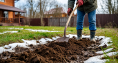Мощнее навоза и помёта: раскидываю по огороду в конце марта — почва становится рыхлой и плодородной уже к апрелю