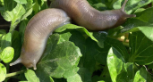 Слизней как не бывало: нашла советский трюк для быстрого избавления от вредителей - сбегут с огорода за день