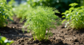 Укроп взойдет даже у новичков - как правильно посеять зелень, чтобы получить дружные всходы