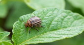Дачники, 1 цветок на огороде — и колорадский жук убежит, сверкая пятками: мощная защита без химии