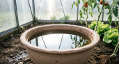 Просто, дёшево и эффективно: как обычный таз с водой превращает теплицу в настоящий рай для растений