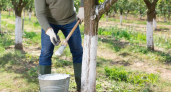 Если устали белить деревья весной: одно простое решение - и ваши саженцы будут крепкими и здоровыми до морозов