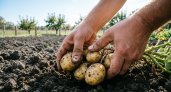 4 года подряд сажаю картофель в гребни — урожай в 2 раза богаче: клубни ровные, крупные, чистые