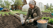 Хватит гнуть спину на огороде: бутылочный метод посадки севка без боли в пояснице — быстрее, проще, урожайнее