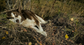 Жители Коми могут столкнуться с жесткими правилами для владельцев домашних животных уже в апреле