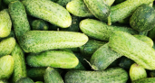 Дачники, это не огурцы, а конвейер по производству зеленцов: 3 классных сорта для вас
