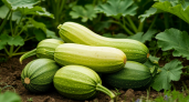 Кабачки балдеют от этого «коктейля» — плоды валят, как бешеные: простая подкормка из 3 ингредиентов