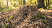 Бросил 1 горстку на муравейник — через 2 дня он опустел, муравьи ушли с участка все до одного: совет бывалого агронома