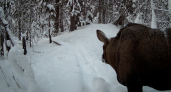 Как фотоловушки в Коми помогают следить за состоянием популяции лосей