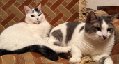 Могут ли кошки дружить между собой - и нужен ли вообще коту сородич