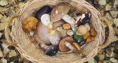 Деликатесный гриб, который часто обходят стороной: вкусный до безобразия - собираю постоянно, пока другие брезгуют