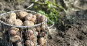 Учёные Коми получили золотую медаль за арктический картофель