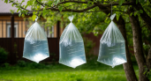 Соседи крутили у виска, а теперь тоже так делают: пакет с водой спасает урожай эффективнее любых химикатов