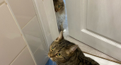 Коты делают это только с самыми близкими: 3 сигнала, которые вы могли понимать неправильно