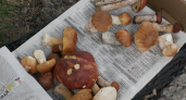 В Коми грибной сезон развивается по “среднему сценарию”