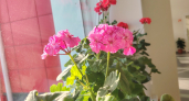 2 ложки в воду — и герань будет не остановить: цветет взахлеб целый год, бутоны лезут один за другим