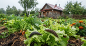 Можно ли есть загрязненную слизнями клубнику, зелень и овощи — запомните раз и навсегда
