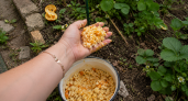 Кладу апельсиновые корки под кусты — и муравьям капут: простой дачный способ без дорогой химии