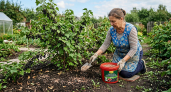 После сбора ягод про смородину не забываю: рассыпаю под кустами фирменную смесь для урожая следующего года