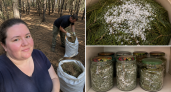 Сосновые иголки тащу из леса мешками, пересыпаю солью — и по банкам: весь год благодарю себя за эту копеечную смесь