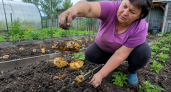 Проволочник сам лезет на «картофельный шашлык»: закапываю приманку на 3 дня — и подземный вредитель собирается на ней сам