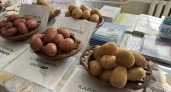 В Минсельхозе Коми рассказали, как получить до 93% идеального картофеля в северном климате