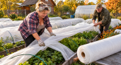 Плотный спанбонд дачники берут ещё в сентябре: один рулон — и грядки встречают первые заморозки совсем по-другому