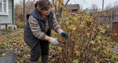 Обрезаю смородину по методу Мичурина: кусты плодоносят до 30 лет — ветки гнутся от крупных сладких ягод