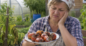 Гнилые помидоры больше не выбрасываю: чем больше гнили, тем они ценнее — пригодится всё до последнего плода