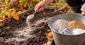Сыплю в октябре по 3 ложки «муки» на все грядки: весной земля минимум в 5 раз плодороднее чернозёма — даже без навоза