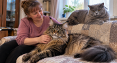 Размером с кресло, а душа — зефирная: 5 гигантских кошек, которые дома превращаются в нежных пушистиков