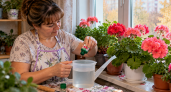 2 капли в воду — и герань оживает на глазах: октябрьская подкормка для крепких листьев и роскошных бутонов